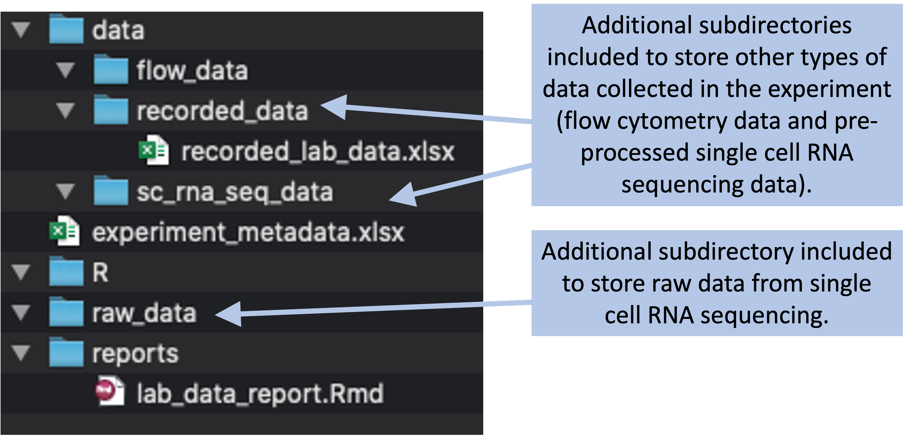 Example of a more complex project directory structure that could be created, with directories added to store data collected through flow cytometry and single cell RNA sequencing.